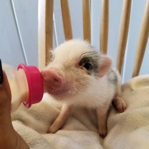 Meet your Posher, Rita